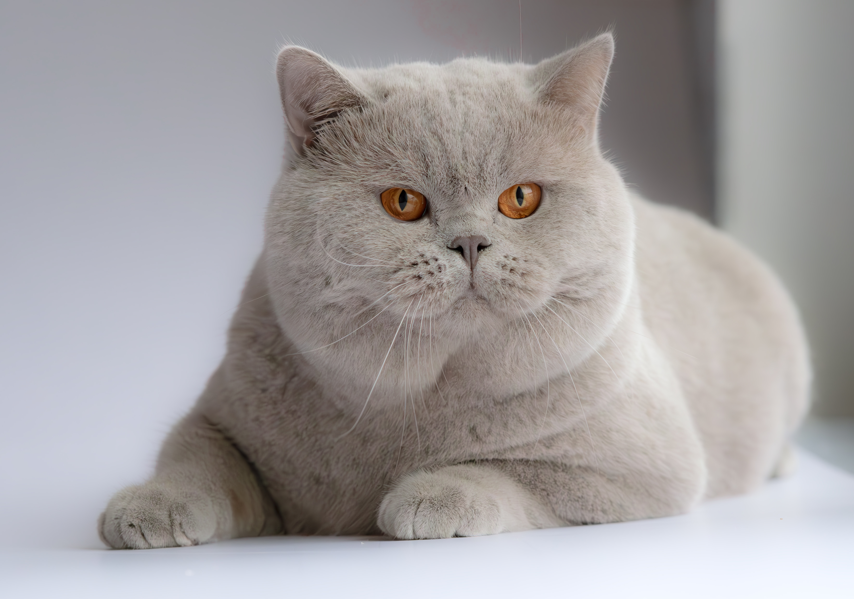 Diplomat Fantasy Avalon